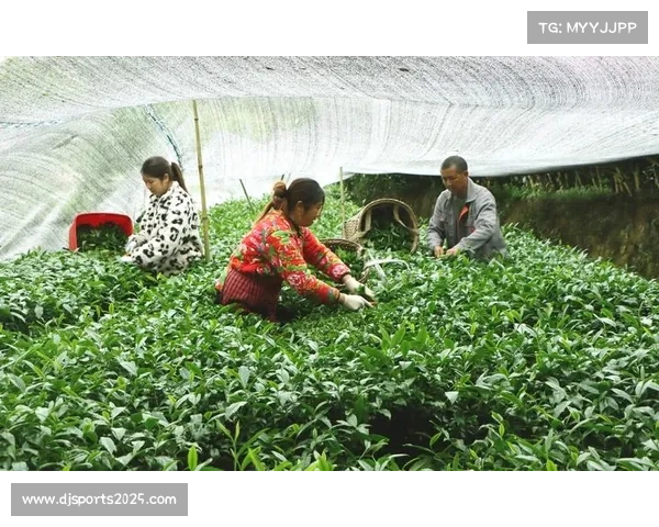 徐家埭村排摸12个增收项目，完成后有望增收千万元